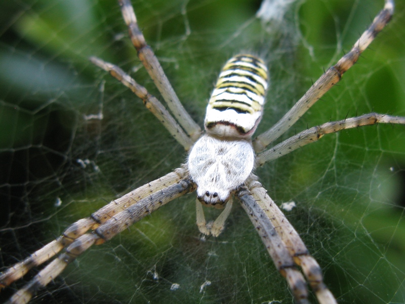 Argiope bruennichi